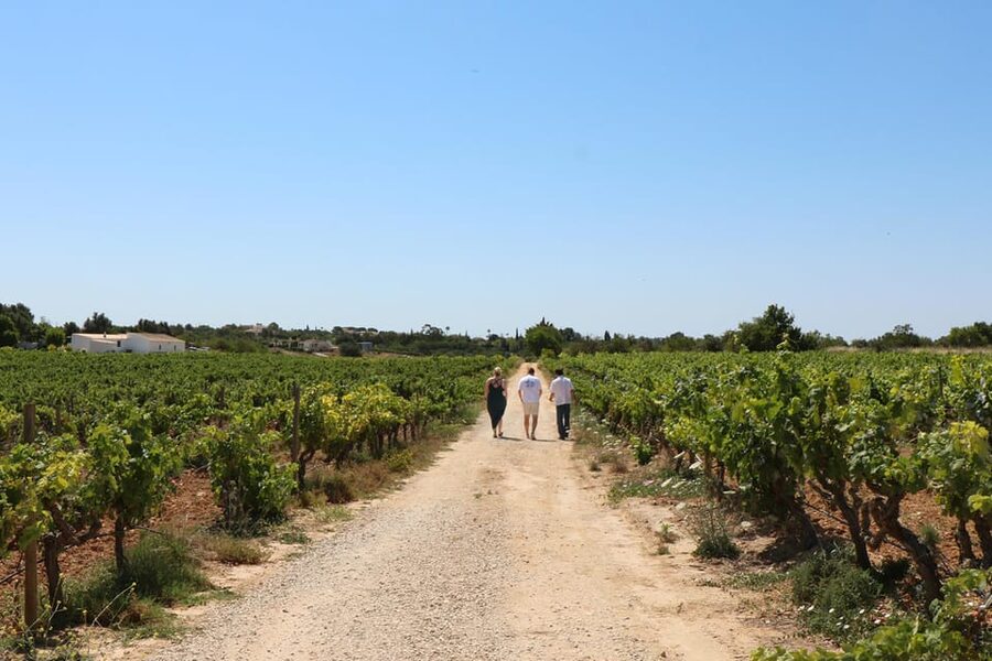 Albufeira/Porches/Vilamoura: Wine Tasting with Tapas & Music - What the Algarve wine experience is really like