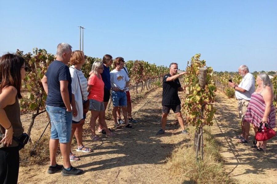Albufeira/Vilamoura: Winery Tour with Wine Tasting and Tapas - Why this three-hour Algarve outing works
