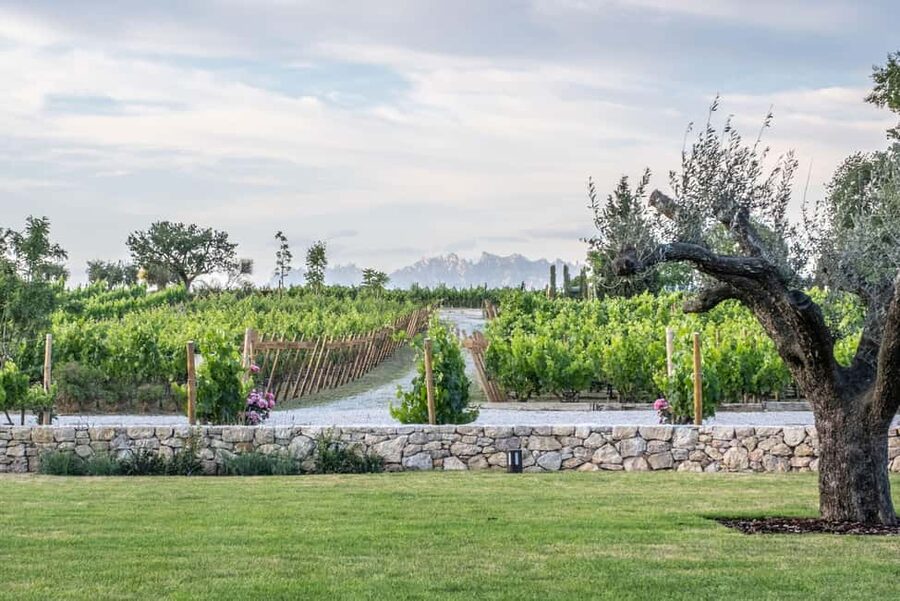 Barcelona-Penedès: Familia Torres wine & tapas winery tour - Key details worth knowing