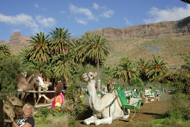 Camel Ride in Fataga with Tapas and drinks - Key things to know before booking