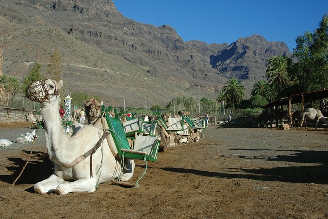 Camel Ride in Fataga with Tapas and drinks - Fataga gives the camel ride a better setting
