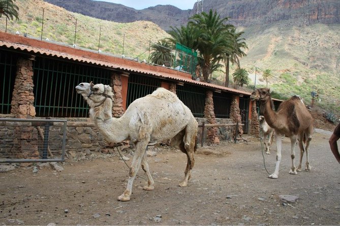 Camel Ride in Fataga with Tapas and drinks - The tropical garden is part of the appeal