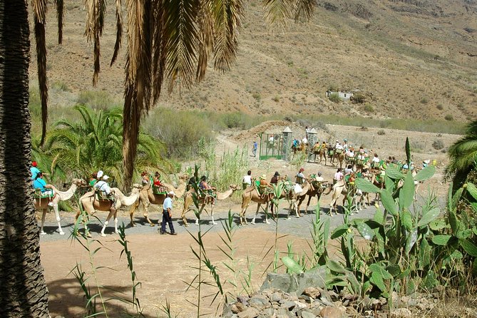 Camel Ride in Fataga with Tapas and drinks - Canarian tapas and drinks at the old farm museum