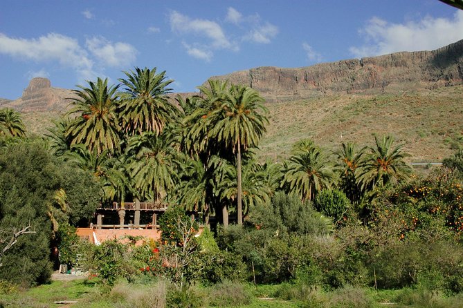 Camel Ride in Fataga with Tapas and drinks - Getting there from Maspalomas and Fataga