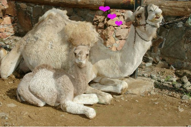 Camel Ride in Fataga with Tapas and drinks - Who will enjoy this experience most?