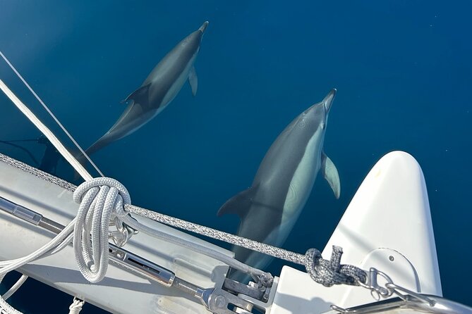 Catamaran Sailing Experience Manilva Tapas Drink Dolphins Swim Stop - Five things worth knowing before you book