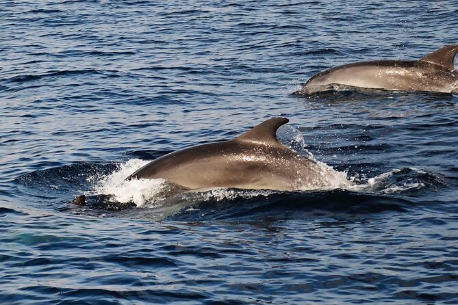 Catamaran Sailing Experience Manilva Tapas Drink Dolphins Swim Stop - Who will enjoy this catamaran trip?