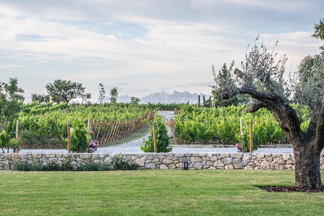 Familia Torres Winery: Gastronomic Tapas & Wine Experience - Catalan food served with four wines