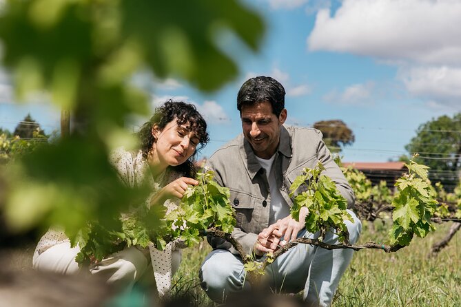 Familia Torres Winery: Gastronomic Tapas & Wine Experience - Familia Torres, a family winery since 1870