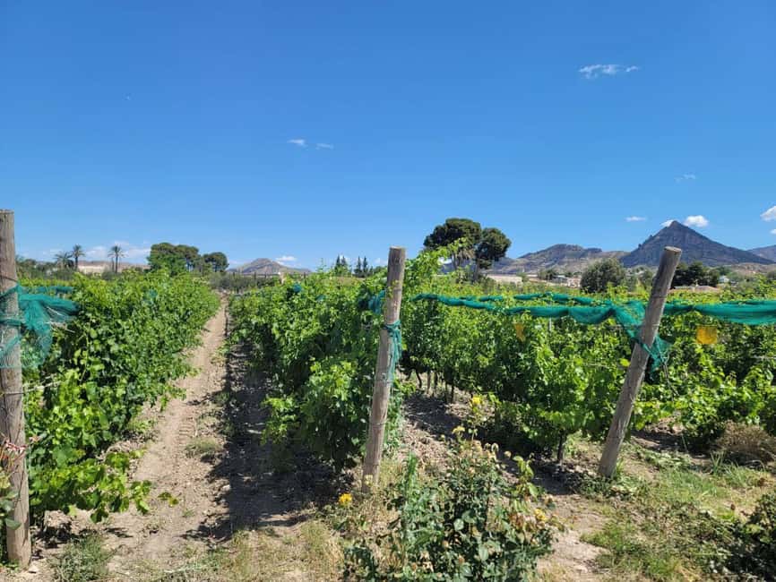 From Alicante: Winery Tour and Wine Tasting with Tapas - Is $69 a fair price?