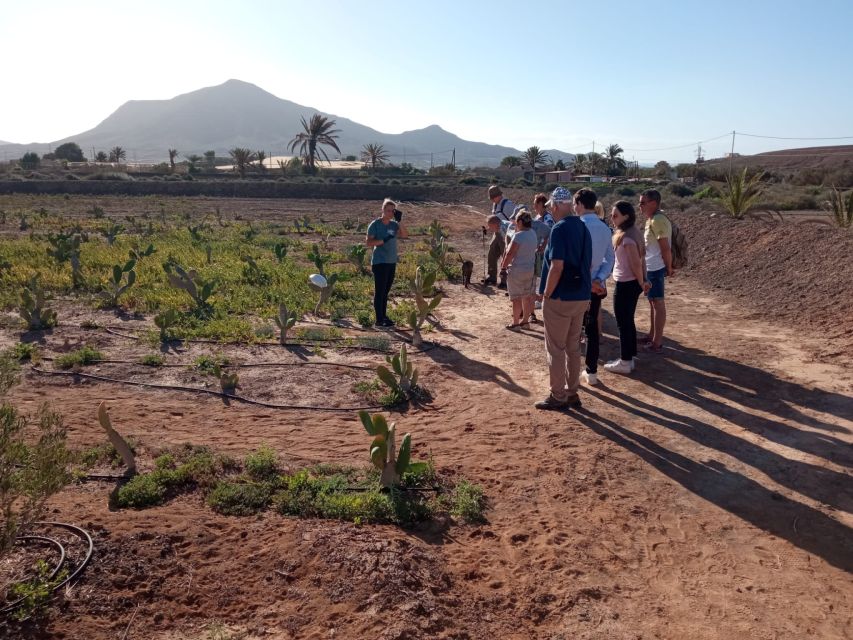 Fuerteventura: Tapas and Local Life Guided Tour - Key points before you book