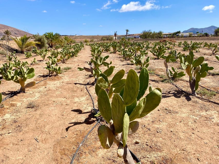Fuerteventura: Tapas and Local Life Guided Tour - What the five-hour schedule feels like