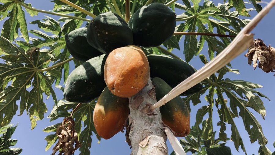 Fuerteventura: Tapas and Local Life Guided Tour - Pickup from four southern resort areas