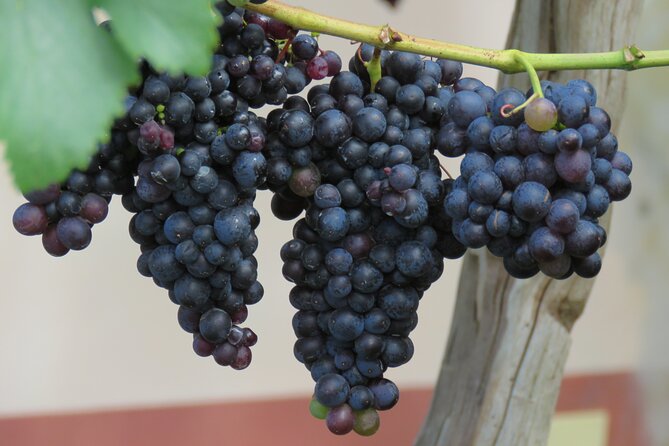 Guided 4x4 Adventure and Skywalk with Wine and Tapas in Madeira - Quinta do Barbusano and six Madeira wines