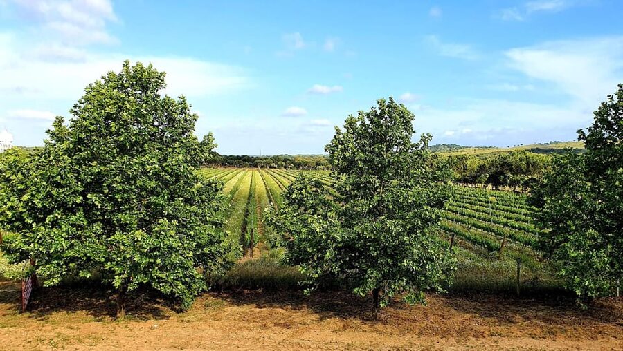 Herdade Canal Caveira - Winery Visit 4 Wines & Tapas - The Alentejo picnic among the vines