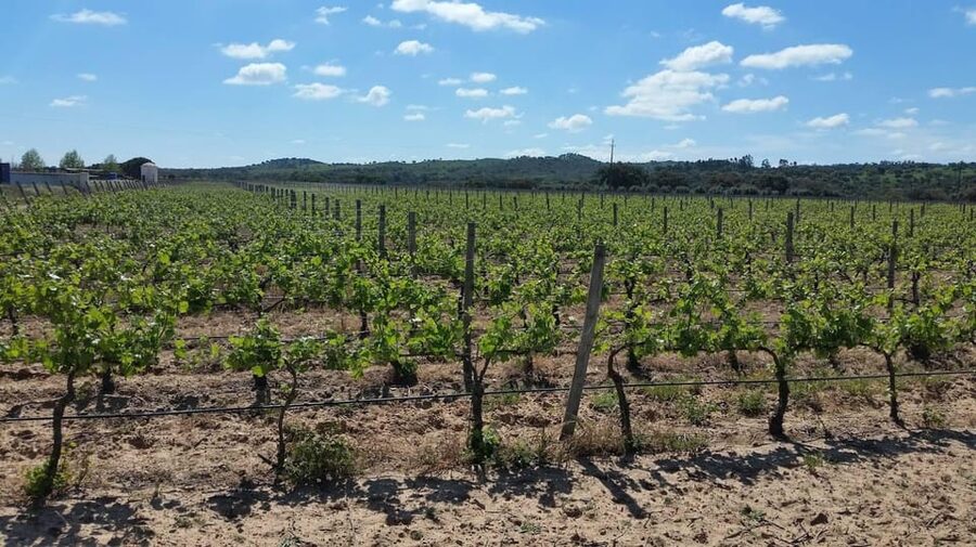Herdade Canal Caveira Winery Visit with TOP5 Wines & Tapas - Why Herdade Canal Caveira is more than a tasting room