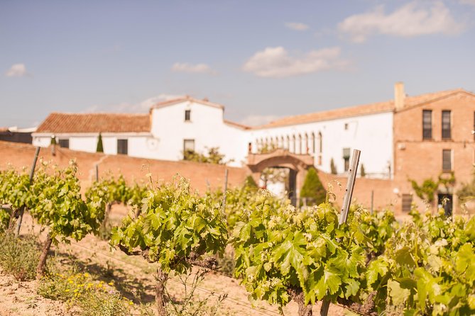 High-End Vineyard Escape: Cava, Tapas & Wine | Private Tour - The guide matters more than the itinerary