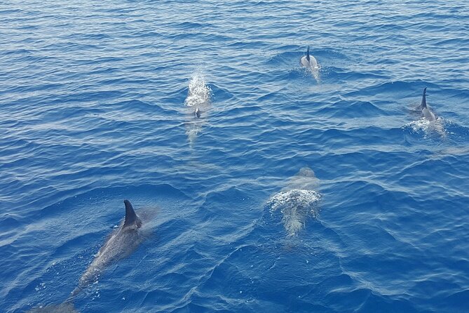 Key West Sunset Sail: Dolphin Watching, Wine, and Tapas - Wine, champagne, beer, and a plate of small bites