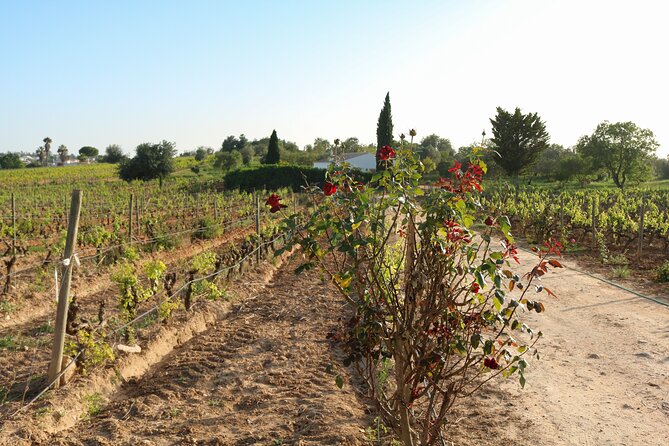 Lagos, Portimão & Carvoeiro: Wine Tasting, Tapas & Music Tour - A two-hour taste of the Algarve wine region