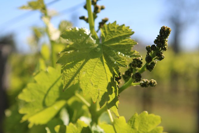 Lagos, Portimão & Carvoeiro: Wine Tasting, Tapas & Music Tour - Who will enjoy this tour most?