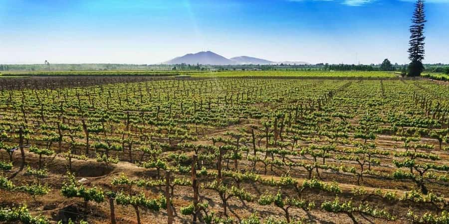 Lagos/Praia da Luz: Wine Tour, Tastings, Tapas, and Music - Shared group or private visit?