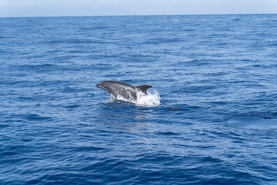 Los Gigantes: Private Sailing Tour with Swim, Drink, & Tapas - Tapas, drinks, and time on deck
