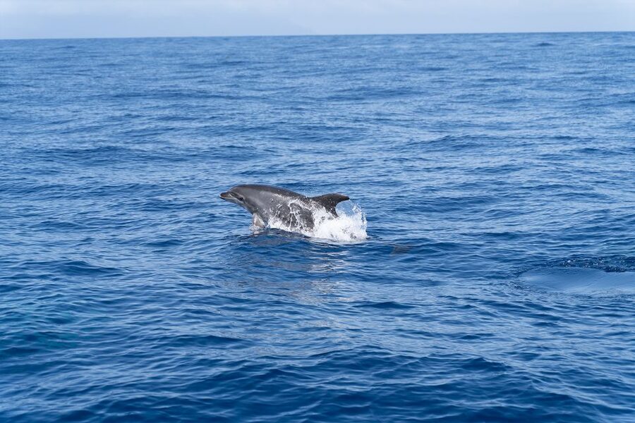 Los Gigantes: Sailing Excursion with Swimming, Drink & Tapas - Should you book the Sangría sailing trip?