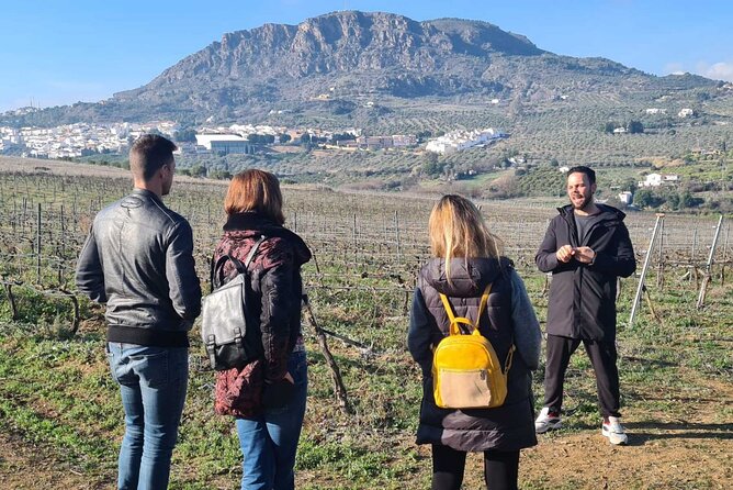 Malaga Organic Vineyard and Winery Six Wines Tapas and Transfer - The main strengths and small drawbacks