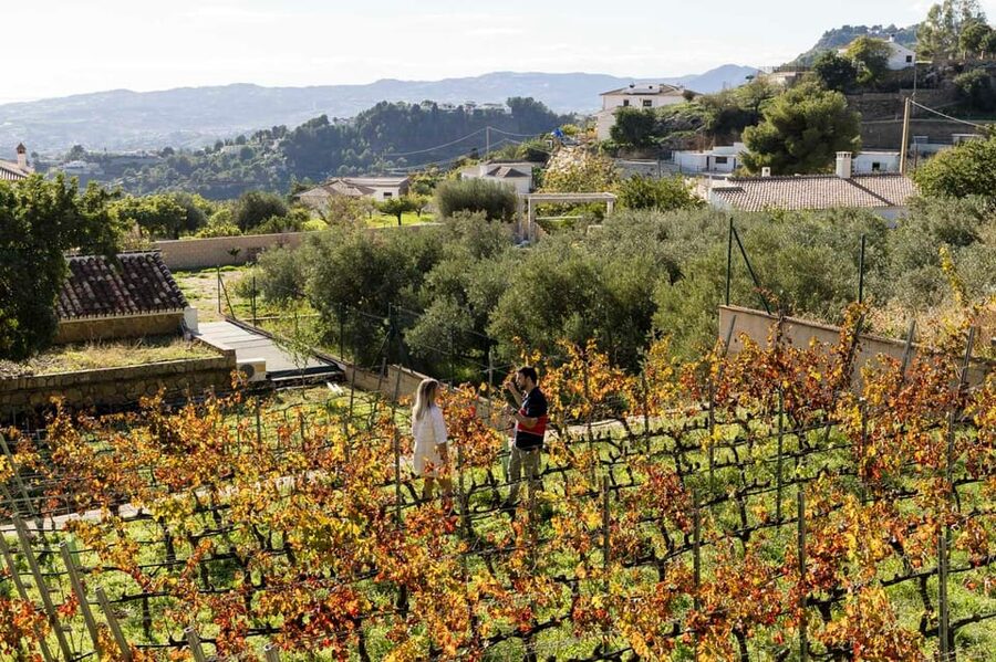 Malaga: Organic Vineyard Tour with 6 Wines, Tapas & Transfer - The garage winery and Antonio’s production space