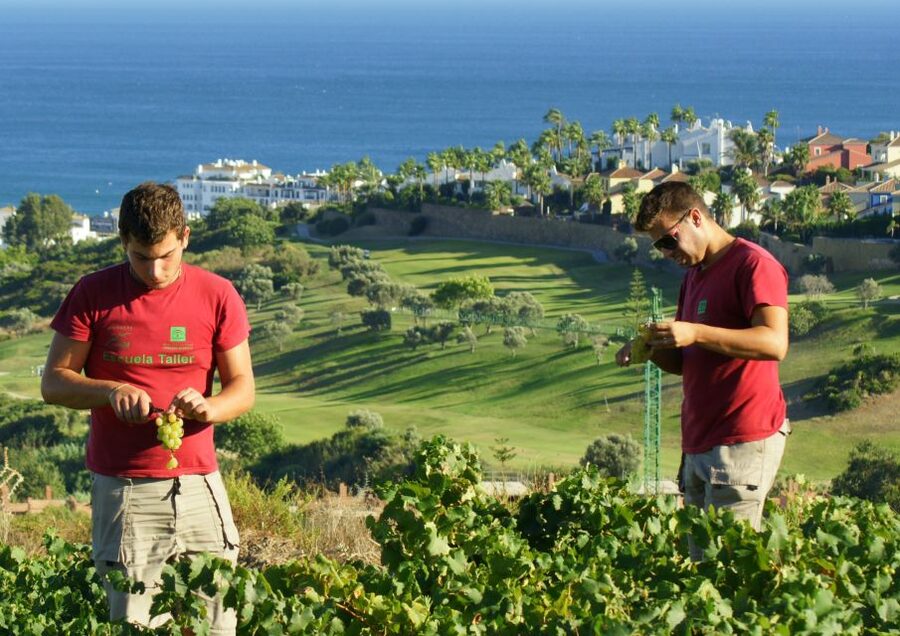 Manilva: Nilva Vineyard, Wine Tasting & Tapas Guided Tour - Key points to know before you go