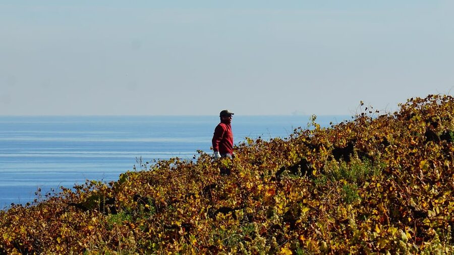 Manilva: Nilva Vineyard, Wine Tasting & Tapas Guided Tour - The views and the weather factor