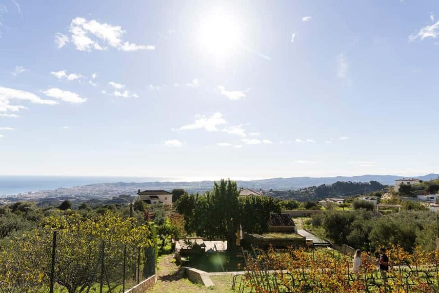 Near Malaga: Mijas Organic Vineyard, 5 Wines, 2 Oils & Tapas - Walking the vines and olive grove
