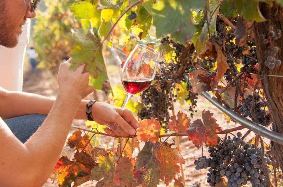 Private Wine, Tapas & Cava Experience from Barcelona - Who should book this Catalan wine day?