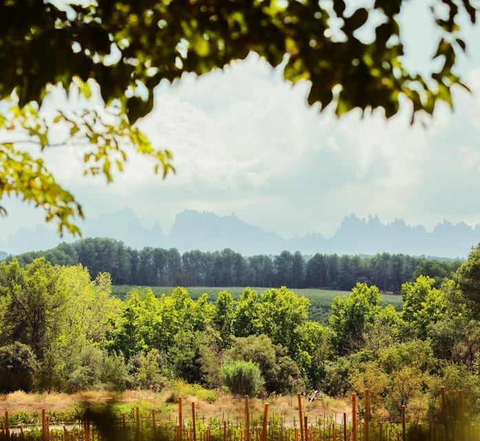 Private Wine, Tapas & Cava Experience from Barcelona - The guides make or break the experience