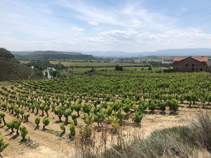 Rioja Wine Tour: 3 Wineries & Pintxos Lunch - Two Rioja styles before lunch