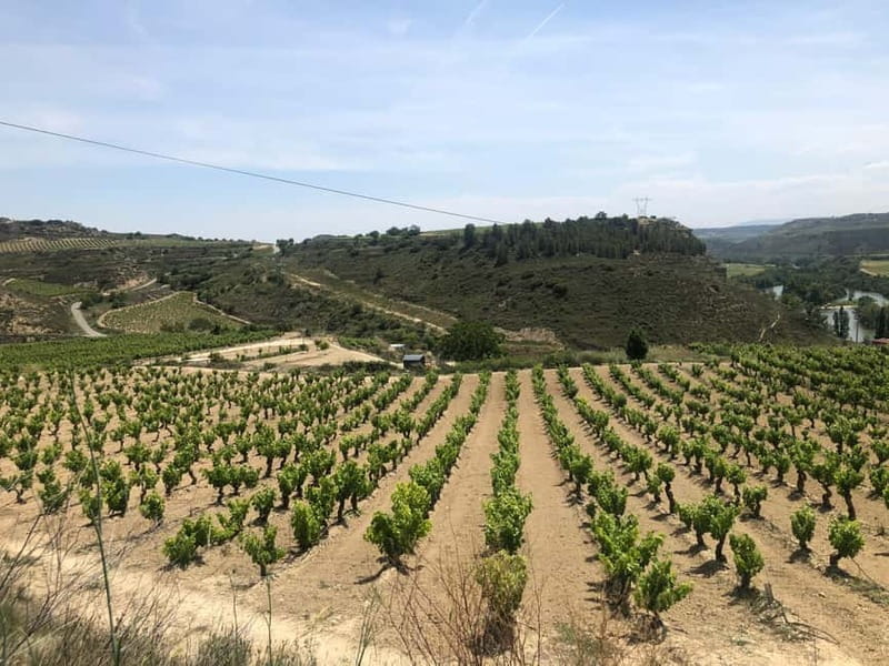 Rioja Wine Tour: 3 Wineries & Pintxos Lunch - A two-hour pintxos lunch in Haro