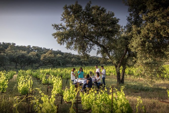 Ronda Private Wine Tour and Tapas from Marbella - From Marbella to the high vineyards of Ronda