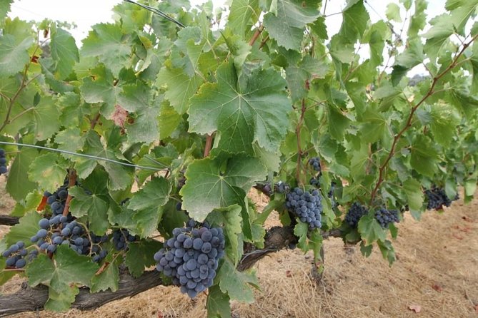 Ronda Private Wine Tour and Tapas from Marbella - Adding Ronda town to the day