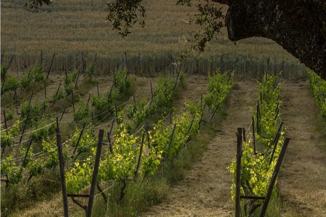 Ronda Private Wine Tour and Tapas from Marbella - Why Ronda wine is different