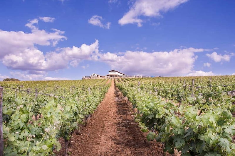 Ronda: Winery Tour with Wine Tasting and Tapas - Behind the Cellar Doors