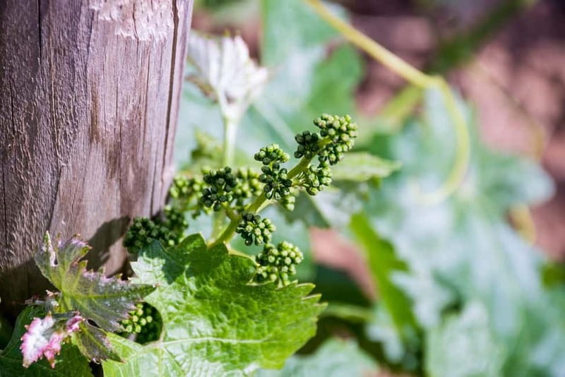 Ronda: Winery Tour with Wine Tasting and Tapas - My Booking Verdict for Ronda Wine Country