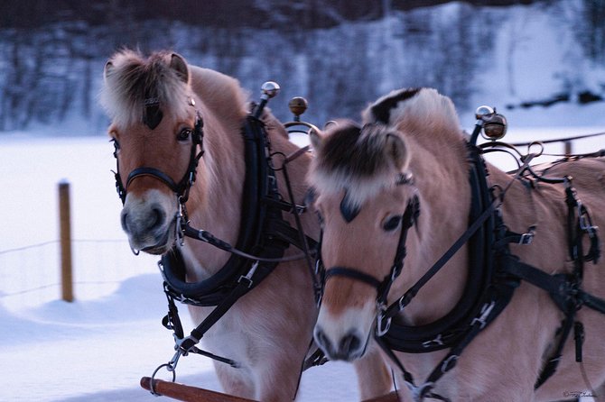 Sleigh Ride w/ Tapas Meal - Experience Arctic Farm Life - From Alta to Omdal Gard in 30 minutes