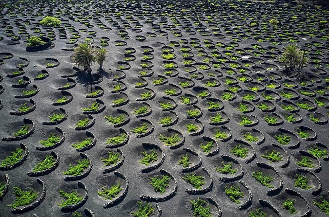 Taste Tradition 4 Wineries and Tapas Bar - Bodegas Rubicon looks back to older Lanzarote
