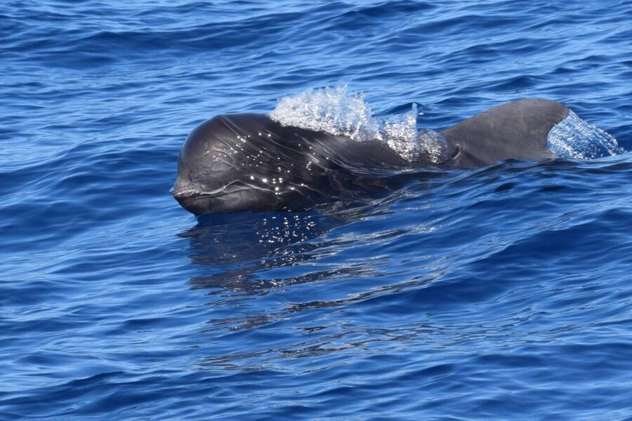 Tenerife: Private Sunset Charter with Drinks and Tapas - The marine-life option and what to expect