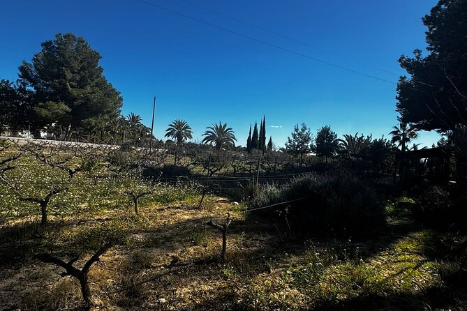 Wine and Tapas Tasting Tour from Alicante, Private Van - The value of a sommelier and a small van