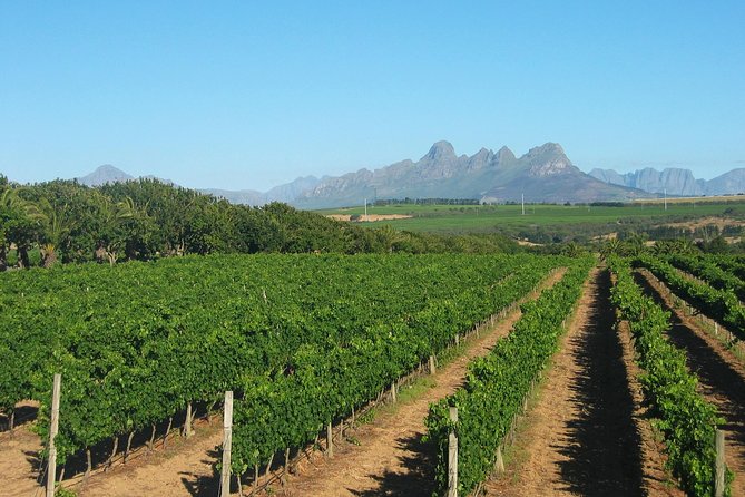 Wine & Cava Penedes Tour: Wineries, Wine Tasting and Tapas - Pickup from your Barcelona hotel or rental flat
