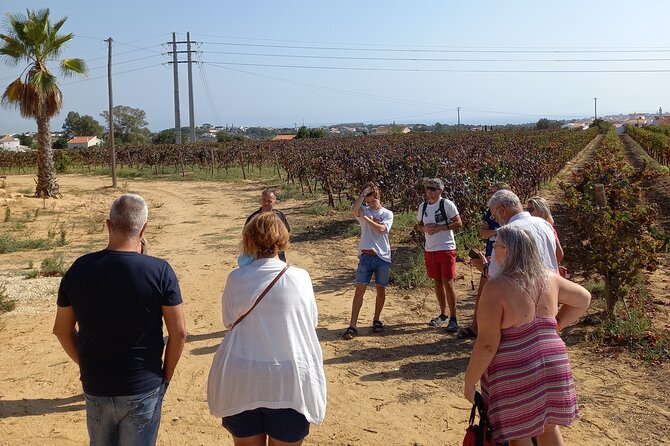 Wine Lovers: Winery Tour w/ Tasting & Tapas (Albufeira/Vilamoura) - The winery visit is the main event