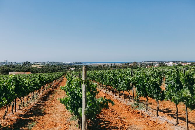 Wine Tasting & Tapas 4x4 Tours - Starting between Lagos and Sagres at 8:45 a.m.