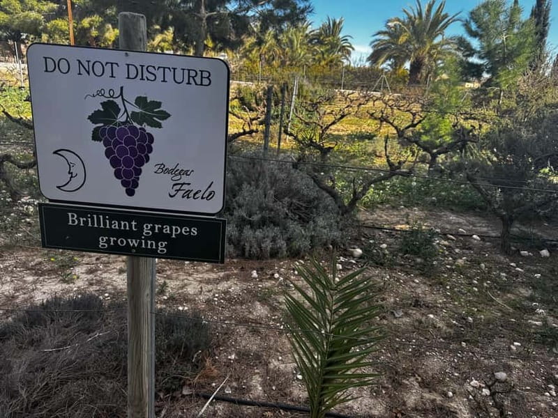Winery Visit and Tasting in Elche with wines and tapas from Alicante in Van - Why Alicante wine country is worth your time
