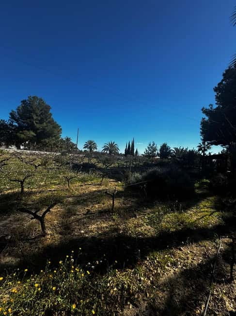 Winery Visit and Tasting in Elche with wines and tapas from Alicante in Van - What the $68 price includes